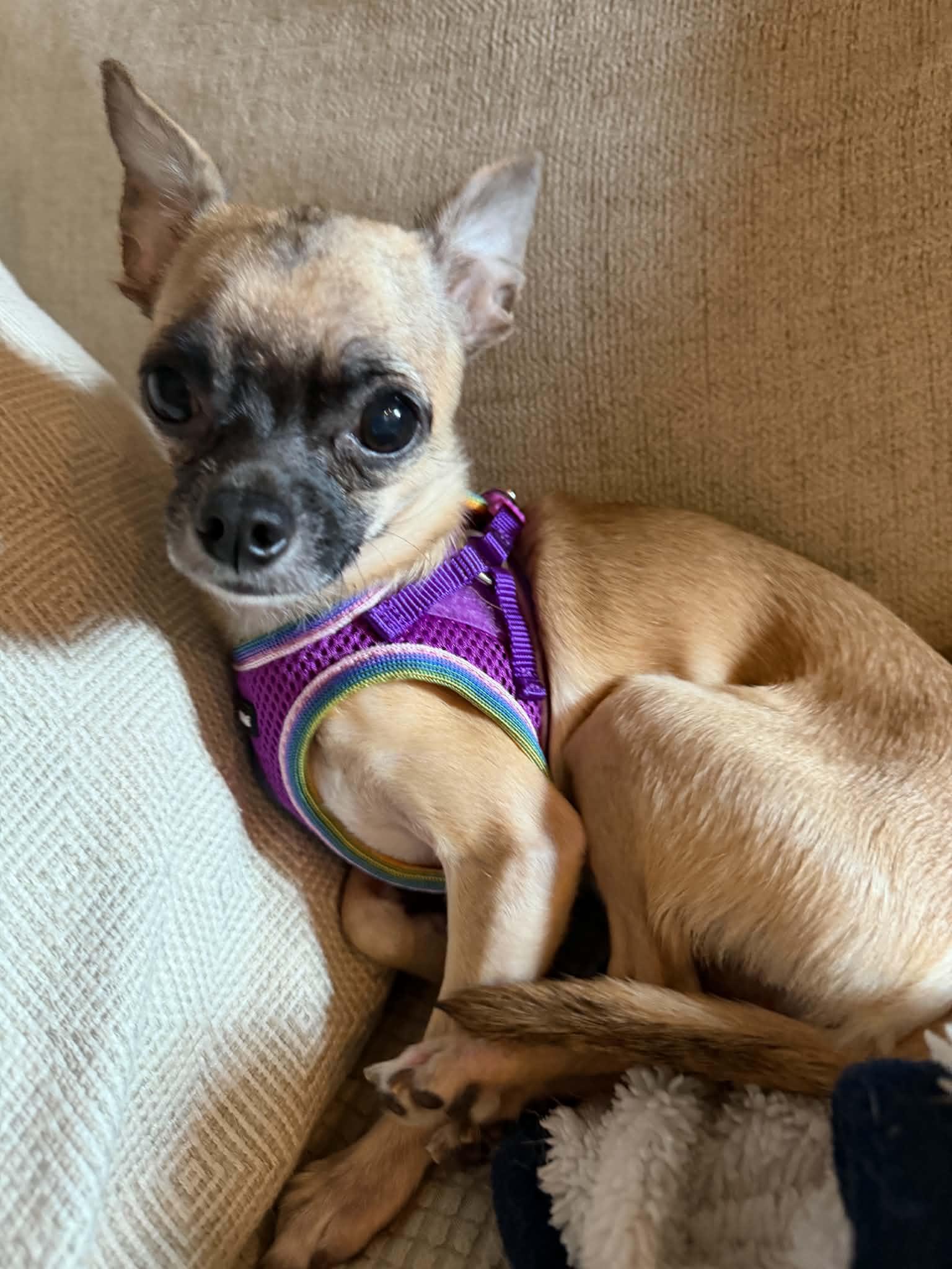 Enlarge Gizmo, a Adopted Chihuahua in Calera, AL image 3/6