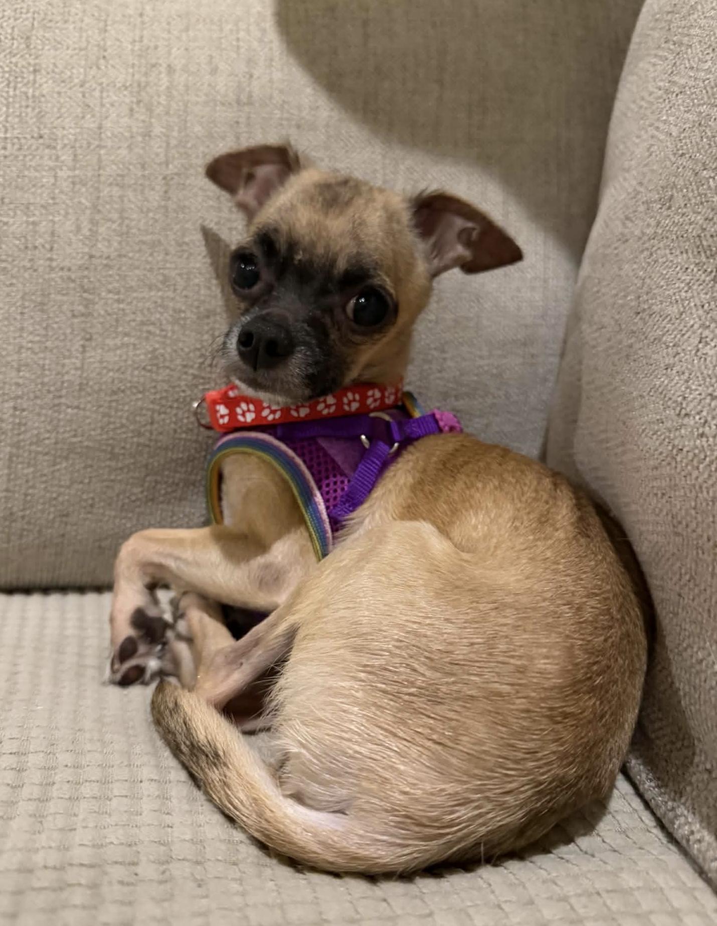 Enlarge Gizmo, a Adopted Chihuahua in Calera, AL image 2/6