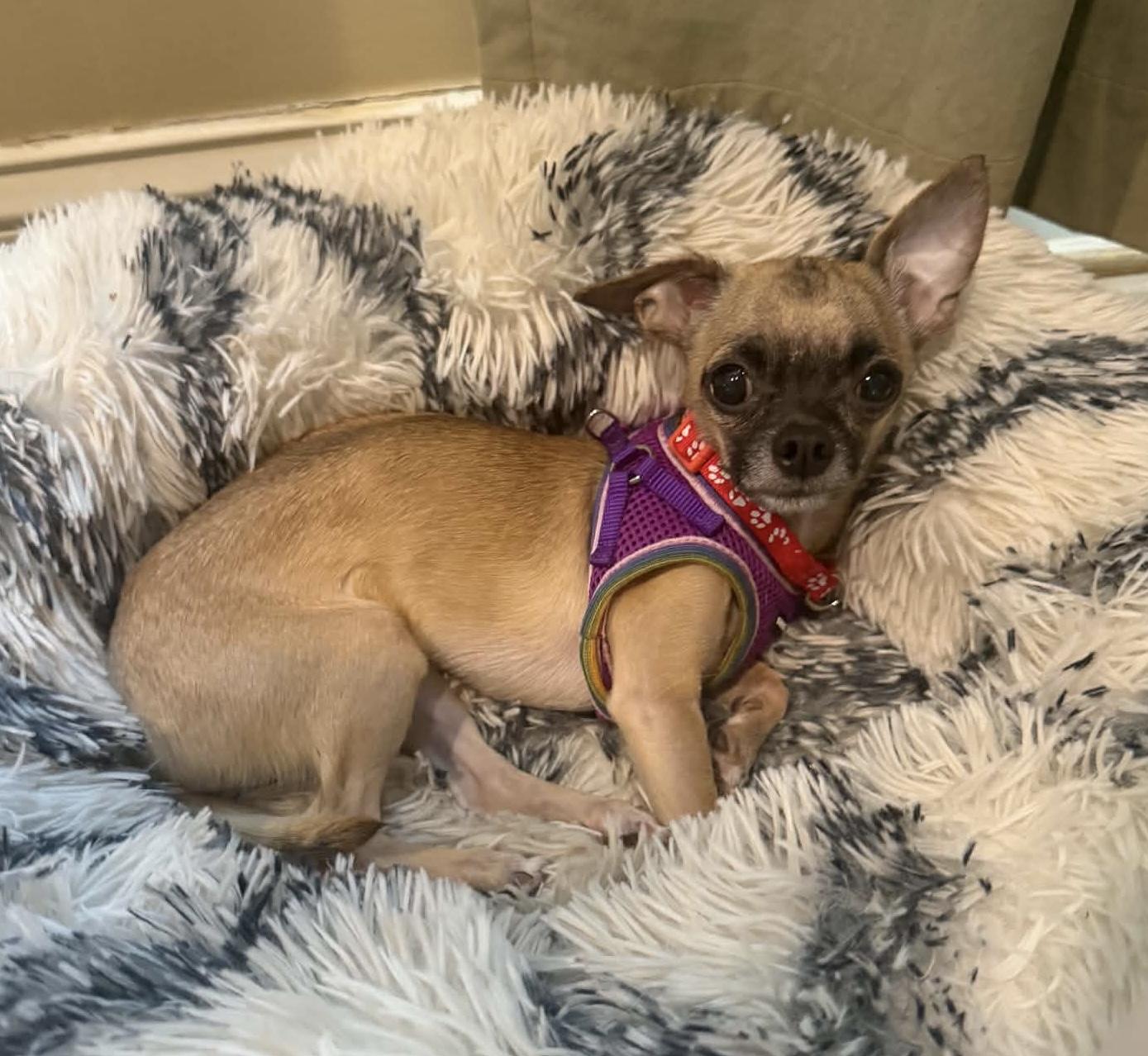 Gizmo, Adopted, Young Male Chihuahua.