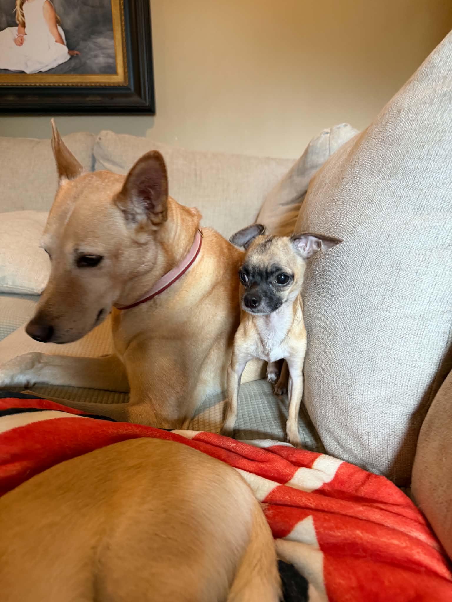 Enlarge Gizmo, a Adopted Chihuahua in Calera, AL image 6/6
