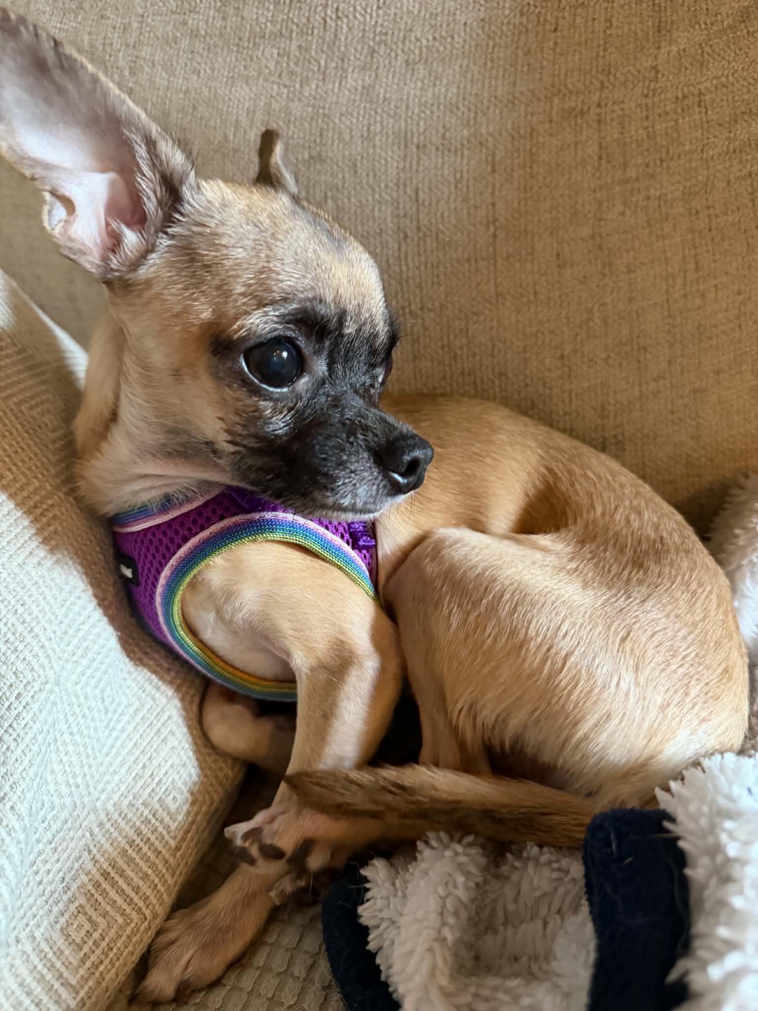 Enlarge Gizmo, a Adopted Chihuahua in Calera, AL image 4/6