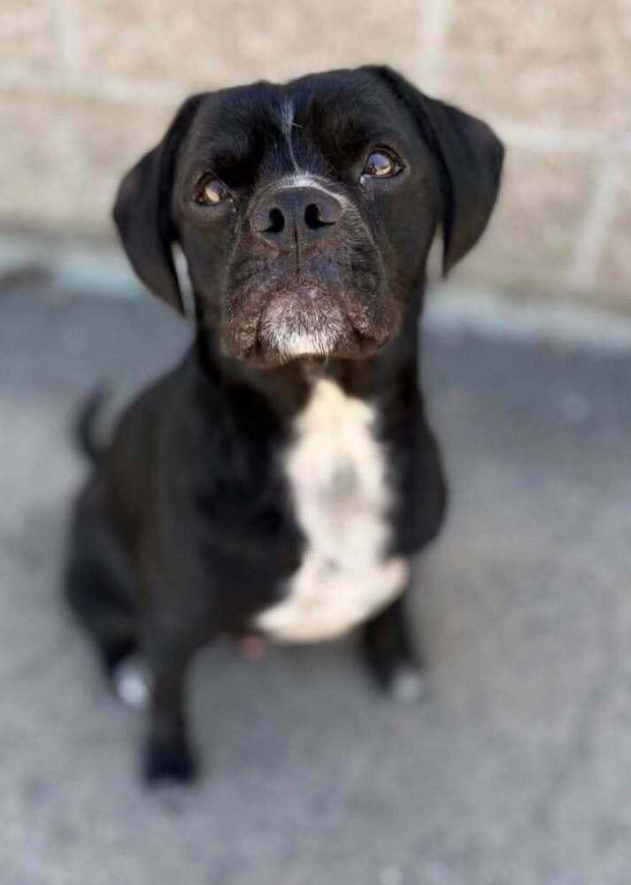 Cherokee, Adoptable, Adult Male Pug & Beagle.