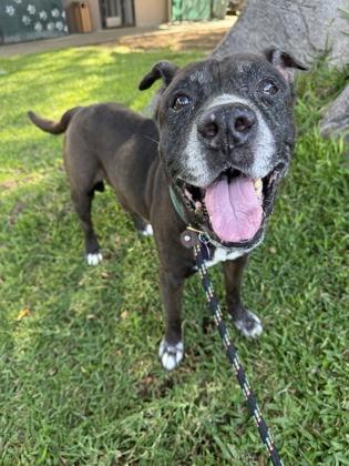 Kane, Adoptable, Senior Male Terrier & Mixed Breed.