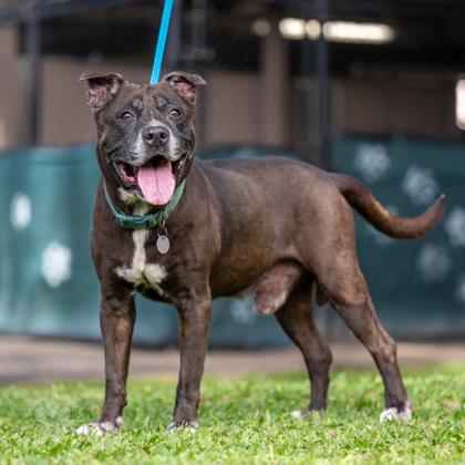Enlarge Kane, a Adoptable mixed breed in Honolulu, HI image 2/3