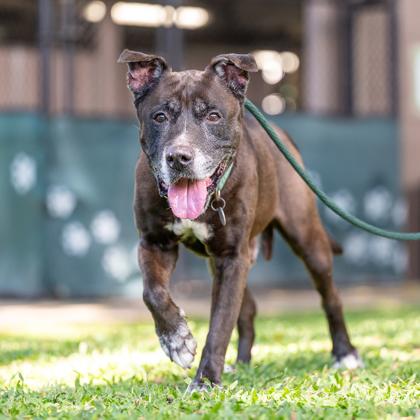 Enlarge Kane, a Adoptable mixed breed in Honolulu, HI image 3/3
