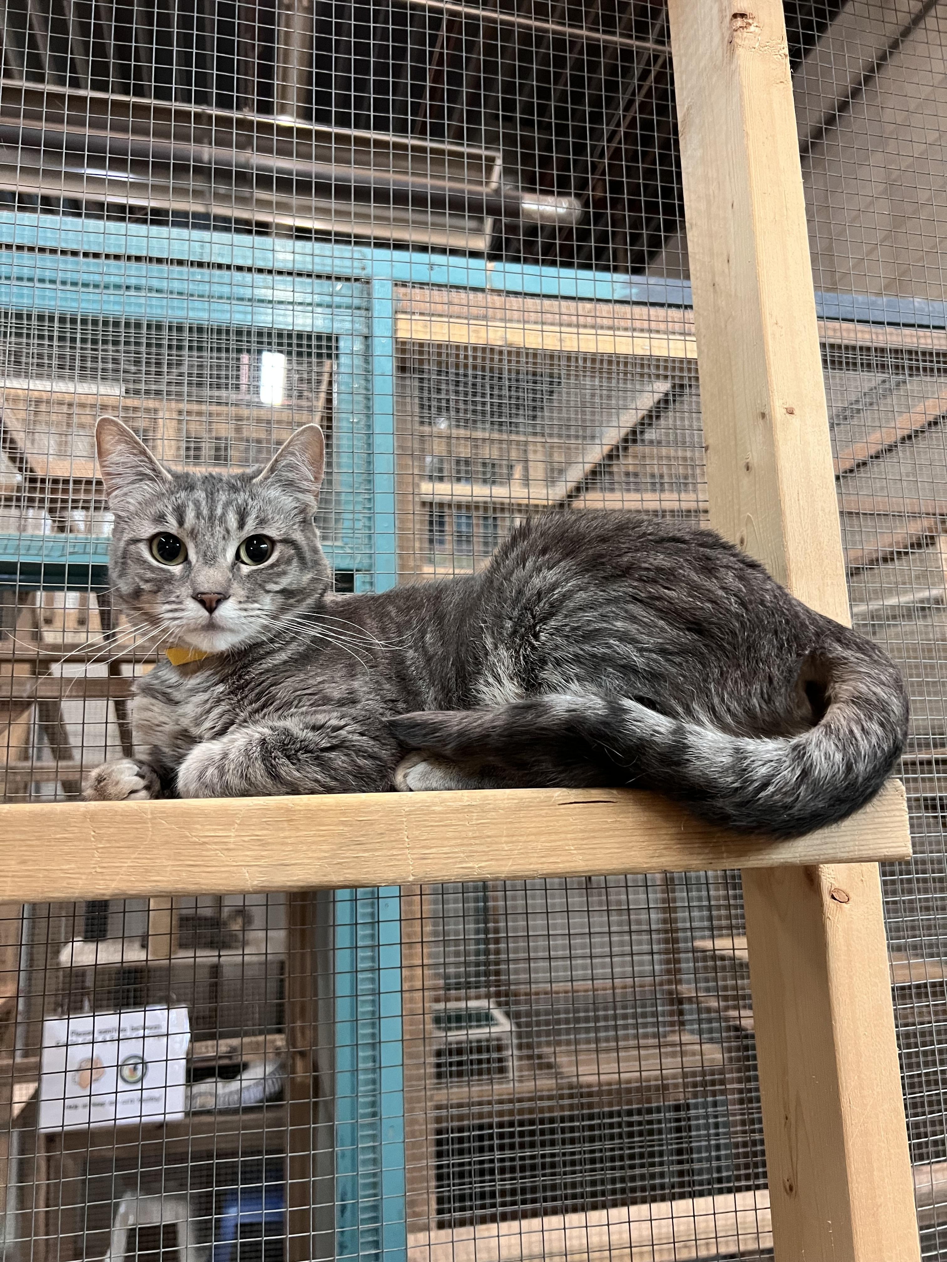 Enlarge Heart, a ADOPTABLE Domestic Short Hair in Peace River, AB image 1/1