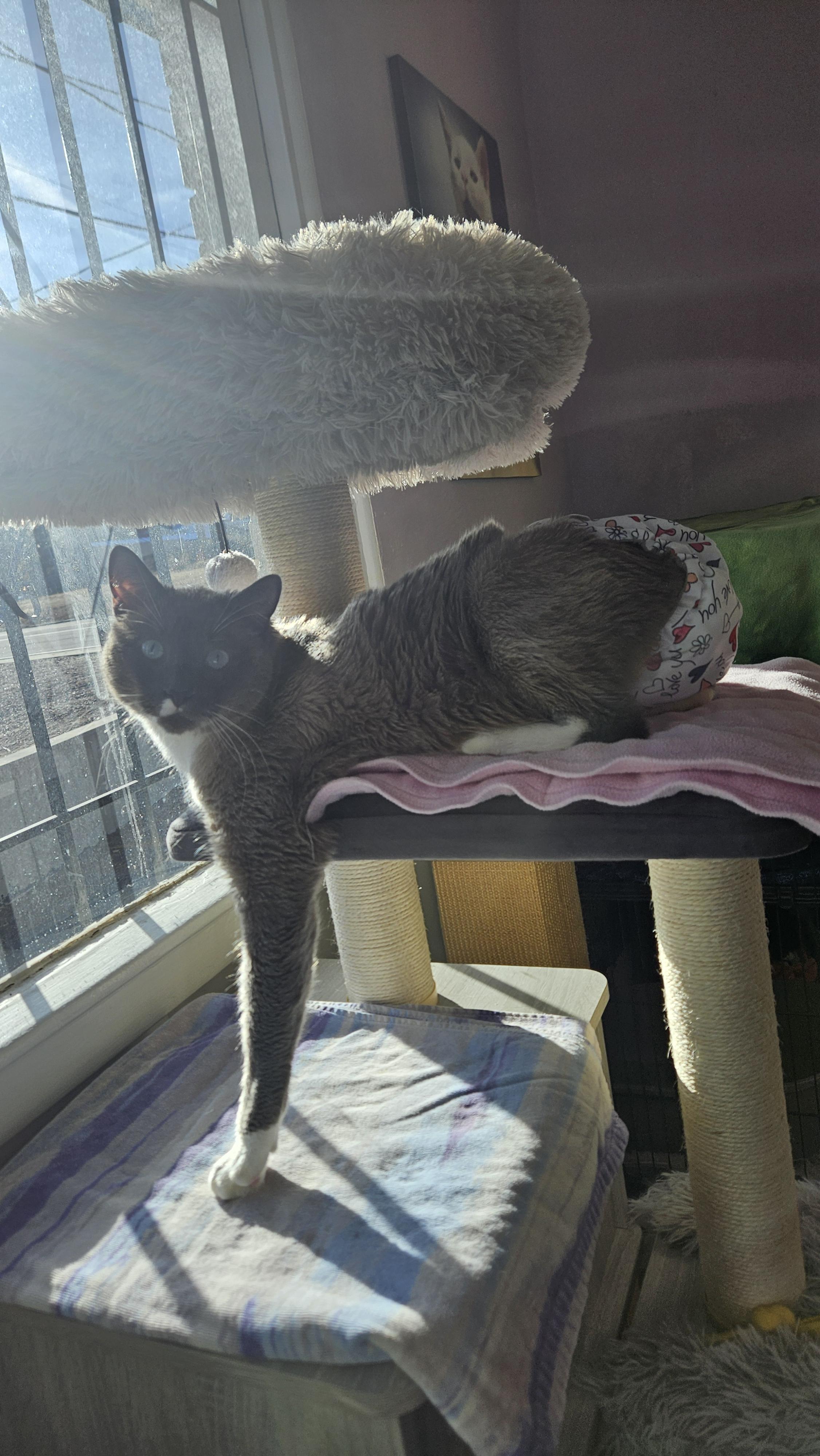 Enlarge Devlin, a Adoptable mixed breed in Lakewood, CO image 3/6