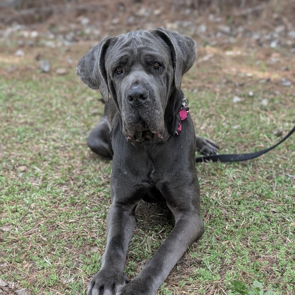 Miss Maple(HW+) 03-0442, Adoptable, Adult Female Neapolitan Mastiff.
