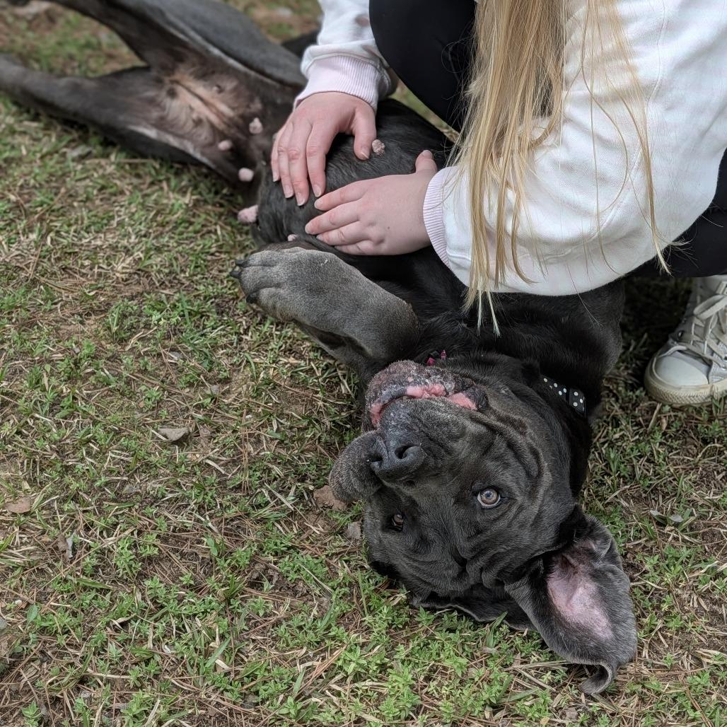 Enlarge Miss Maple(HW+) 03-0442, a Adoptable Neapolitan Mastiff in Tyrone, GA image 2/6