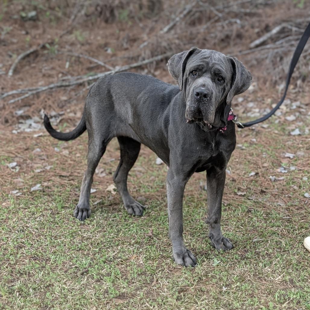 Enlarge Miss Maple(HW+) 03-0442, a Adoptable Neapolitan Mastiff in Tyrone, GA image 3/6