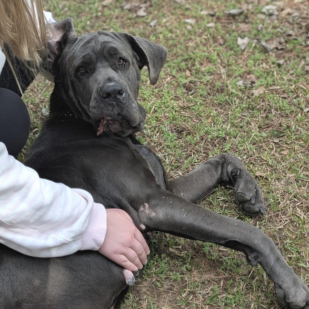 Enlarge Miss Maple(HW+) 03-0442, a Adoptable Neapolitan Mastiff in Tyrone, GA image 4/6