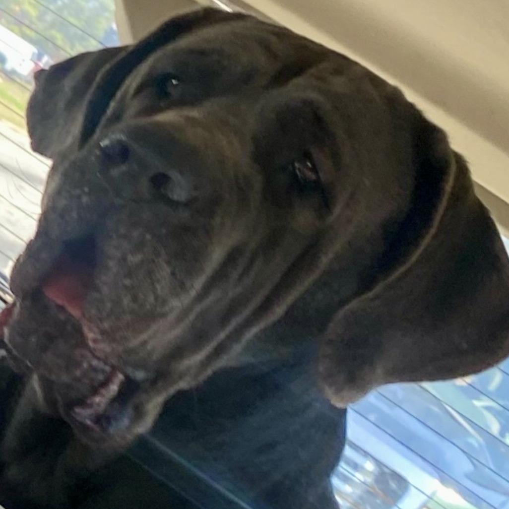 Enlarge Miss Maple(HW+) 03-0442, a Adoptable Neapolitan Mastiff in Tyrone, GA image 5/6