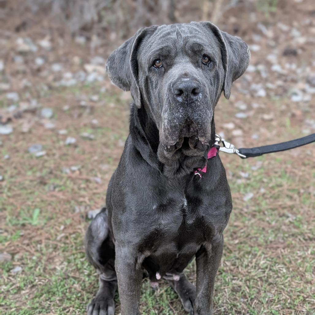 Enlarge Miss Maple(HW+) 03-0442, a Adoptable Neapolitan Mastiff in Tyrone, GA image 6/6