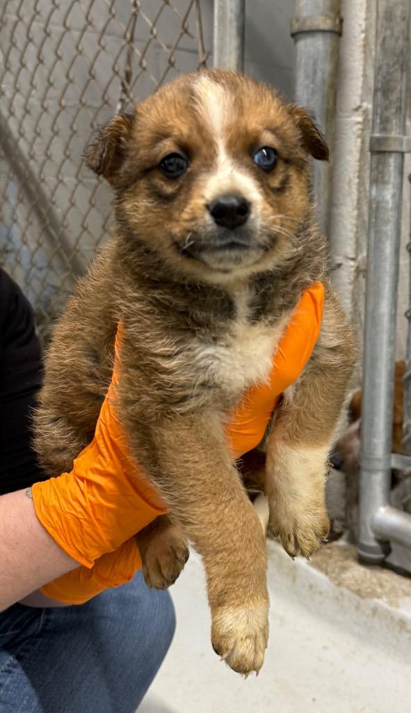 Dopey, Adoptable, Puppy Male Australian Cattle Dog / Blue Heeler & Shepherd.