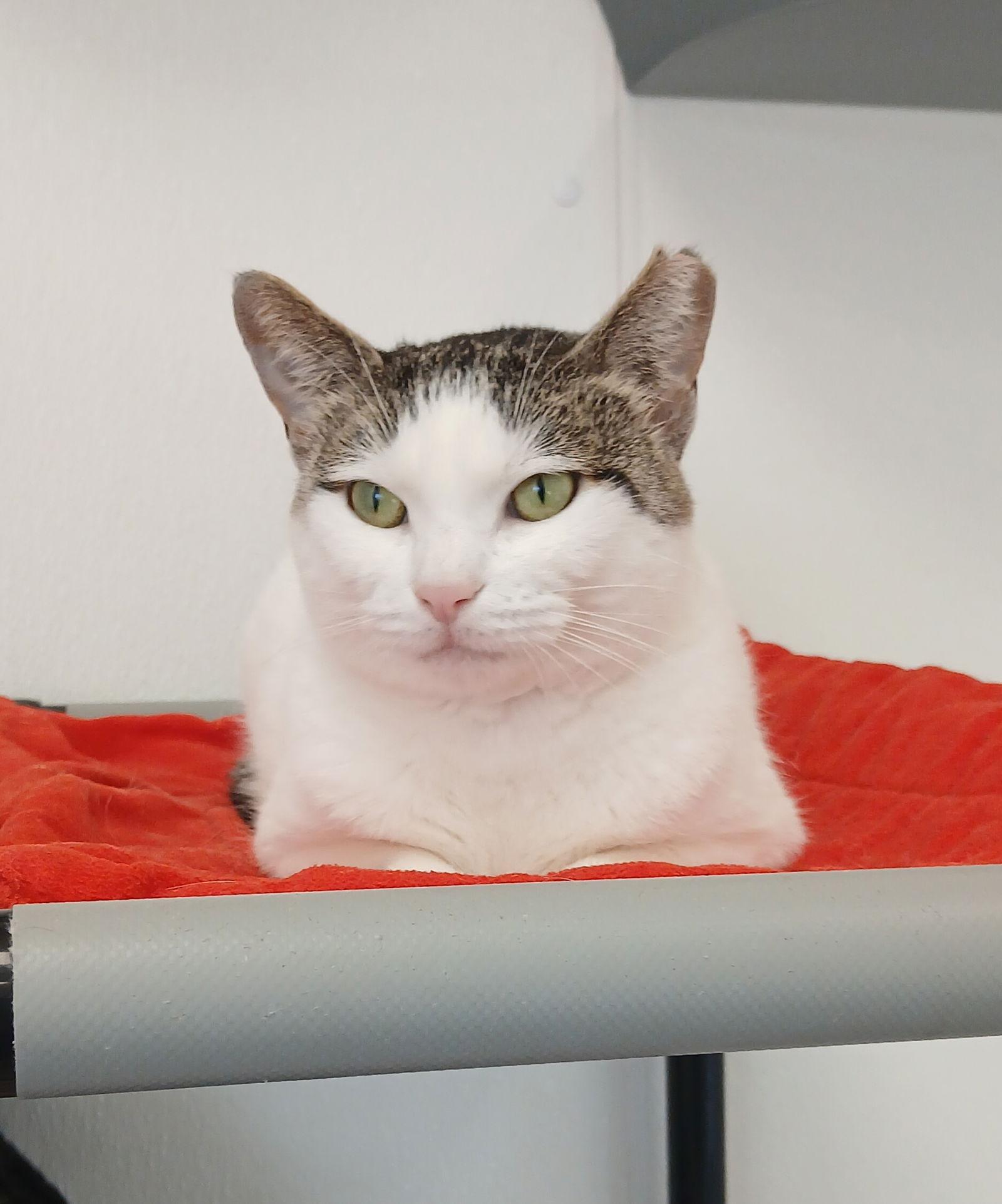 Enlarge Percy, a Adoptable mixed breed in Bay City, MI image 1/1