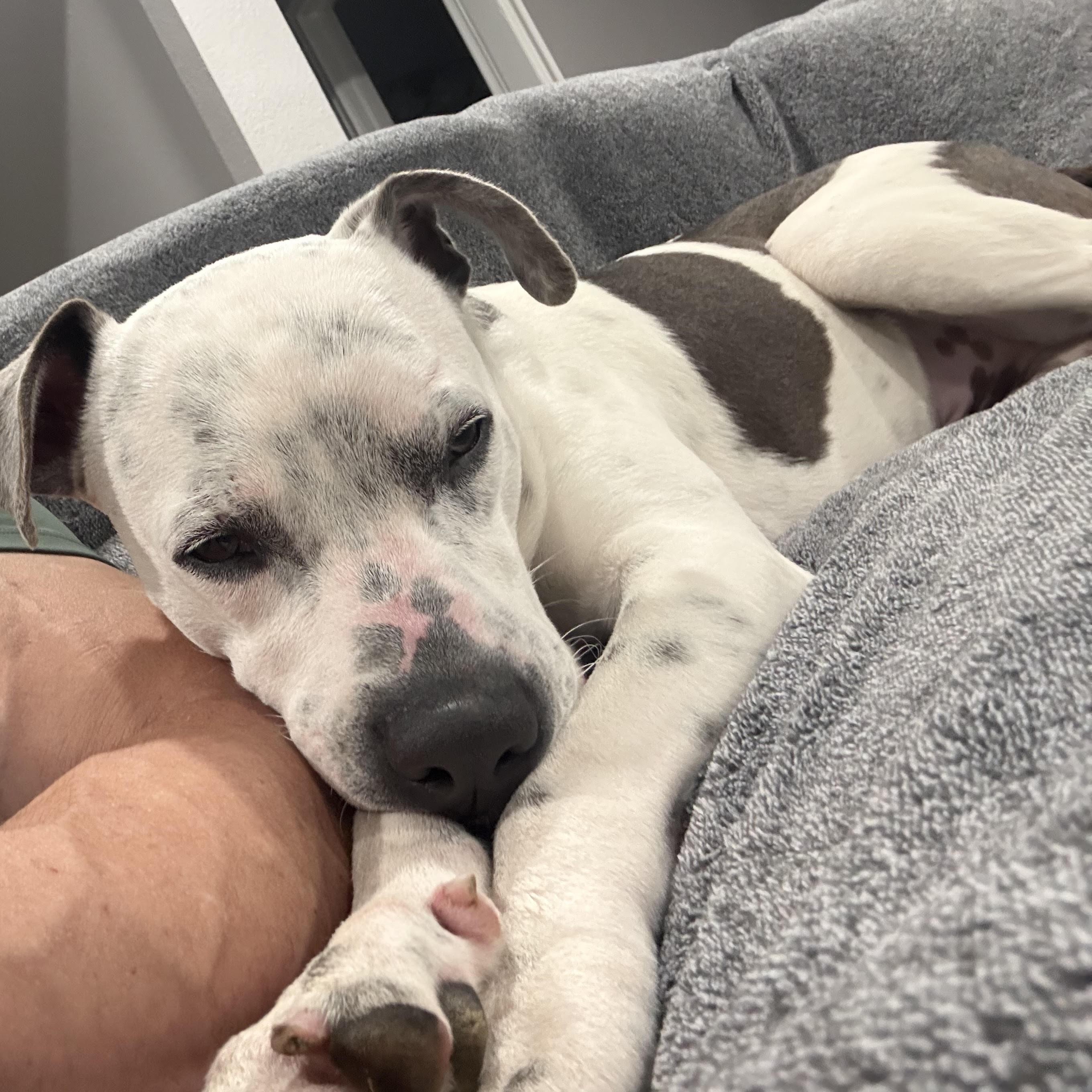 Enlarge Jimmy, a Adoptable Pit Bull Terrier in Cherry Hill Township , NJ image 2/5