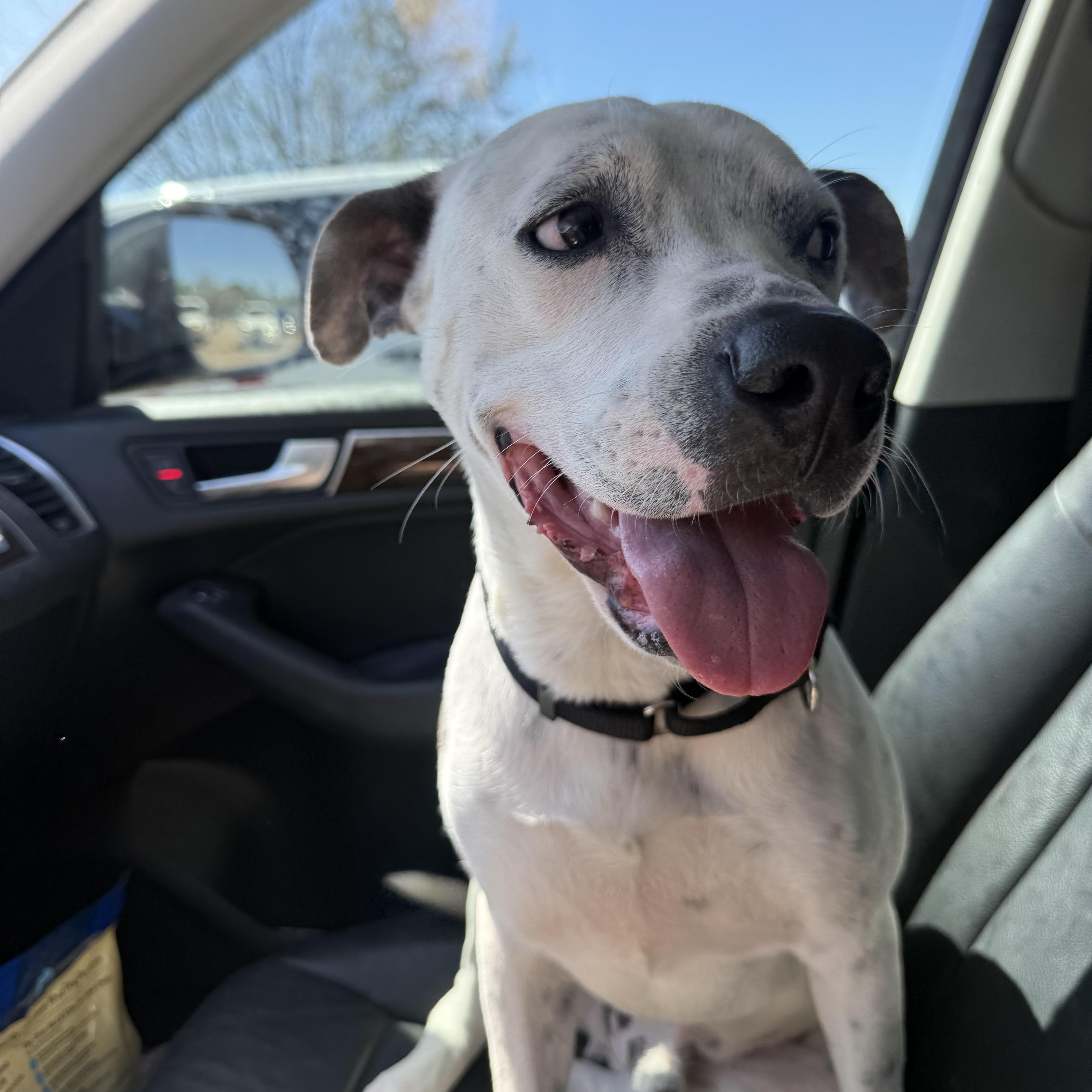 Enlarge Jimmy, a Adoptable Pit Bull Terrier in Cherry Hill Township , NJ image 3/5