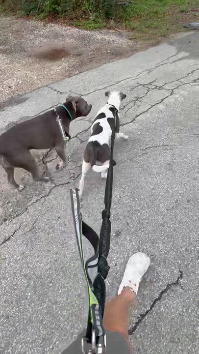 Enlarge Jimmy, a Adoptable Pit Bull Terrier in Cherry Hill Township , NJ video 5/5