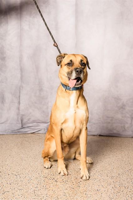 Enlarge ASTRO, a Adoptable mixed breed in Miami, FL image 1/1