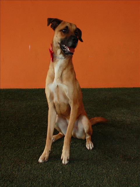 ASTRO, Adoptable, Adult Male Black Mouth Cur & German Shepherd Dog.