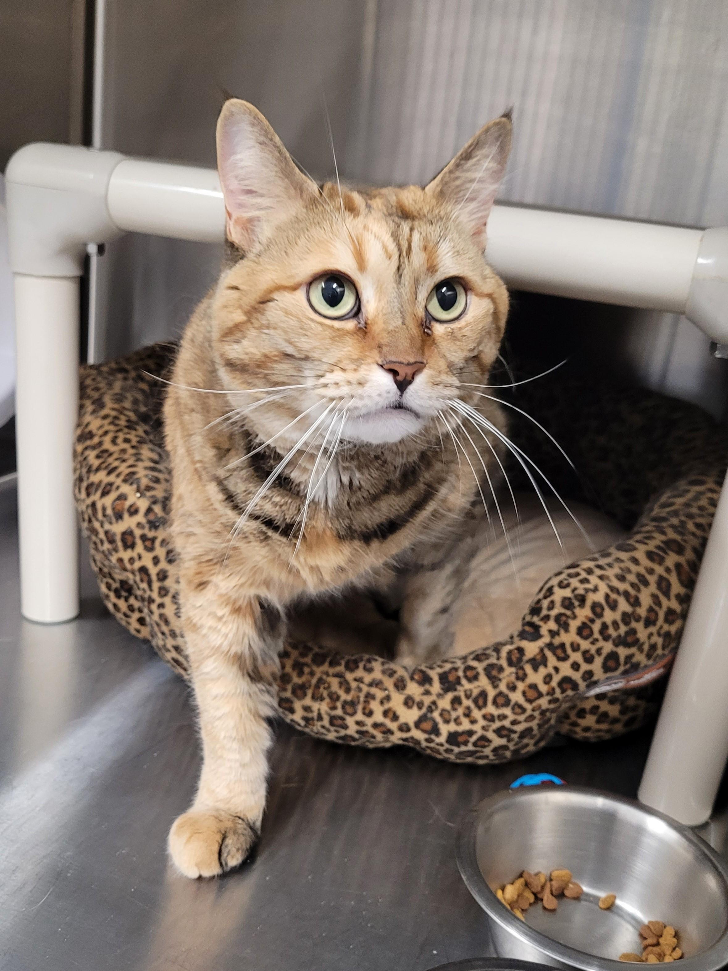 Daisy Mae, Adult Female Domestic Short Hair