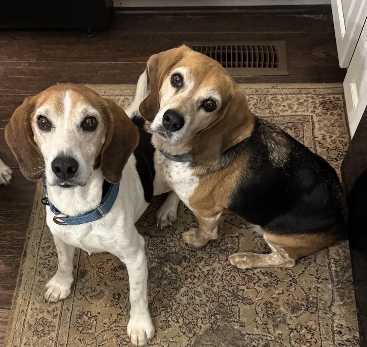 Enlarge Rose, an adopted Beagle in Grandy, NC image 3/4