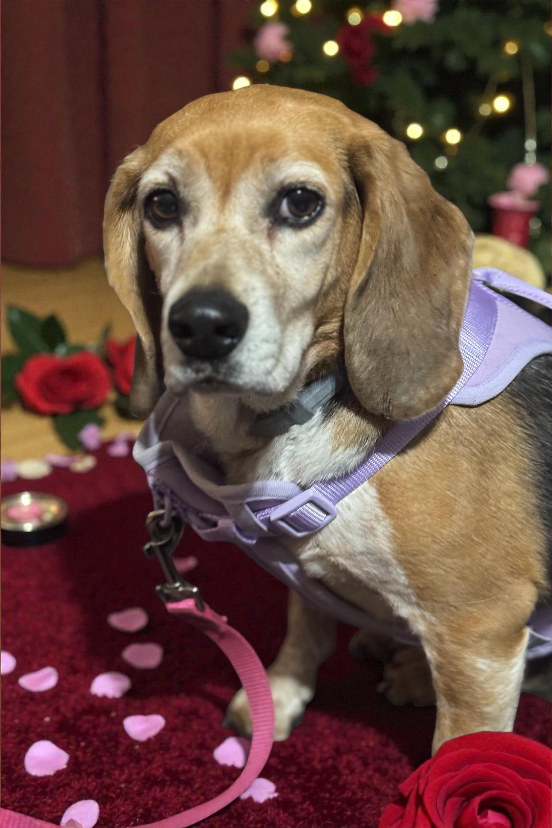 Enlarge Rose, an adopted Beagle in Grandy, NC image 4/4