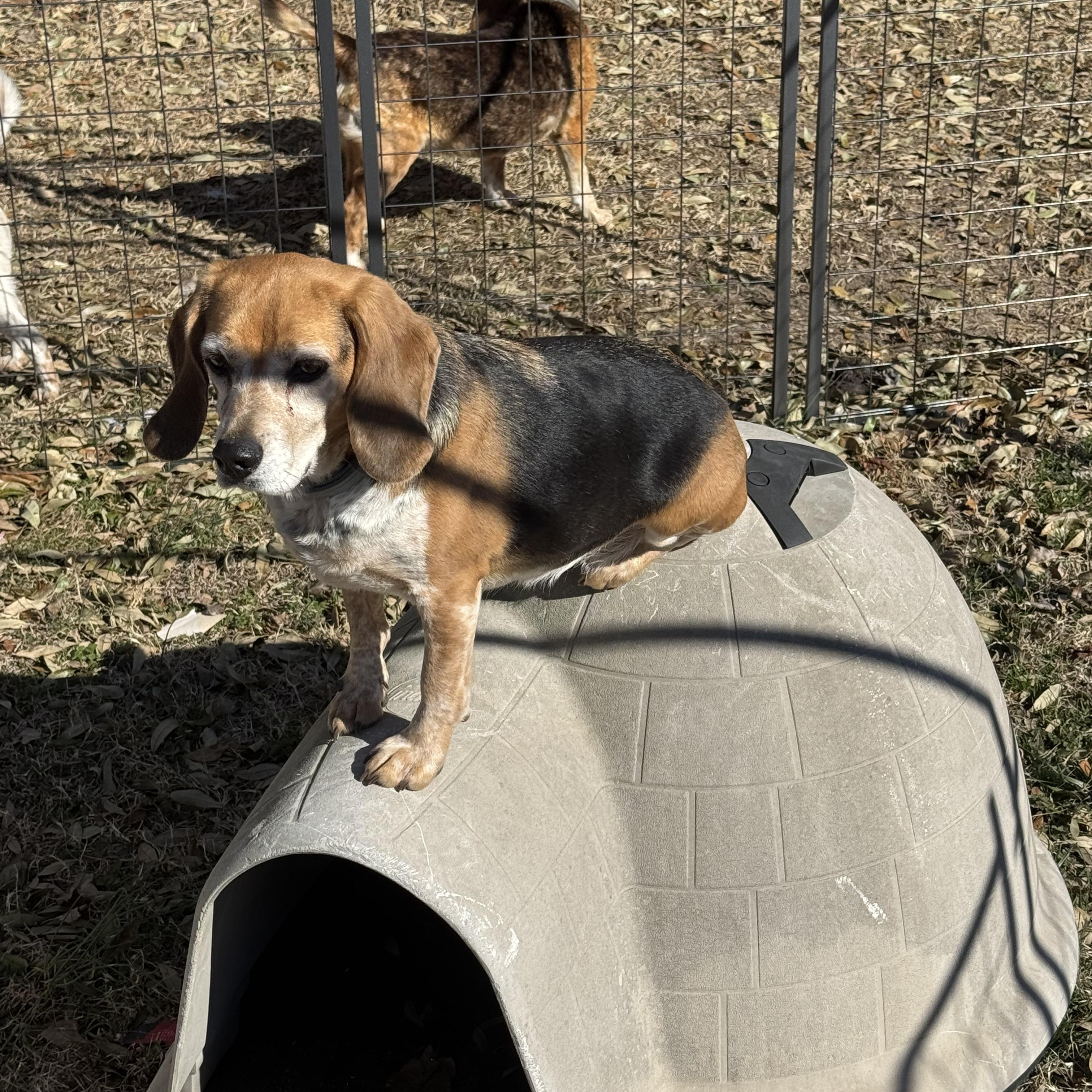 Enlarge Rose, an adopted Beagle in Grandy, NC image 2/4