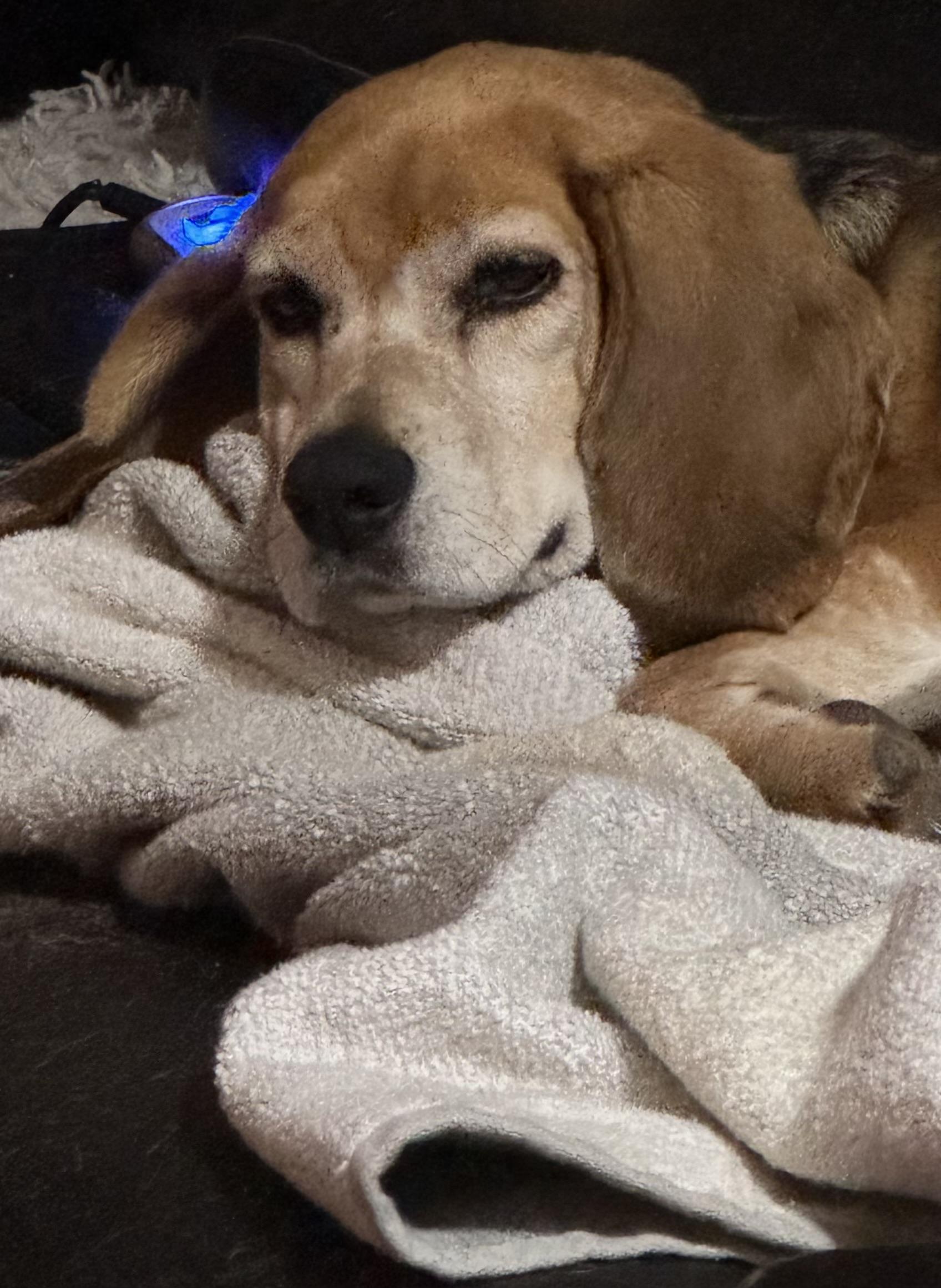 Enlarge Rose, an adopted Beagle in Grandy, NC image 1/4