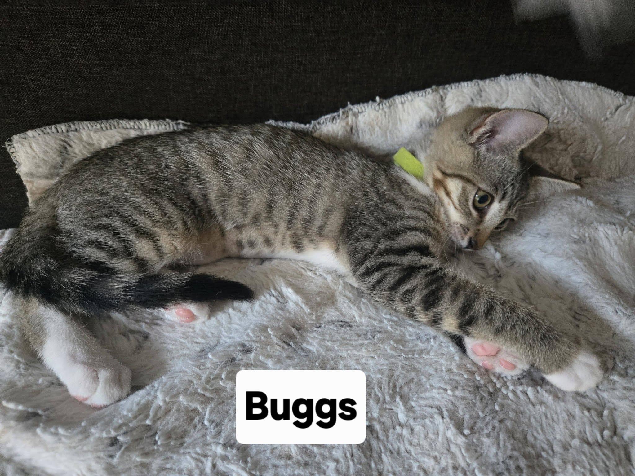 Buggs, a ADOPTABLE Domestic Short Hair in Honolulu, HI image 2/2
