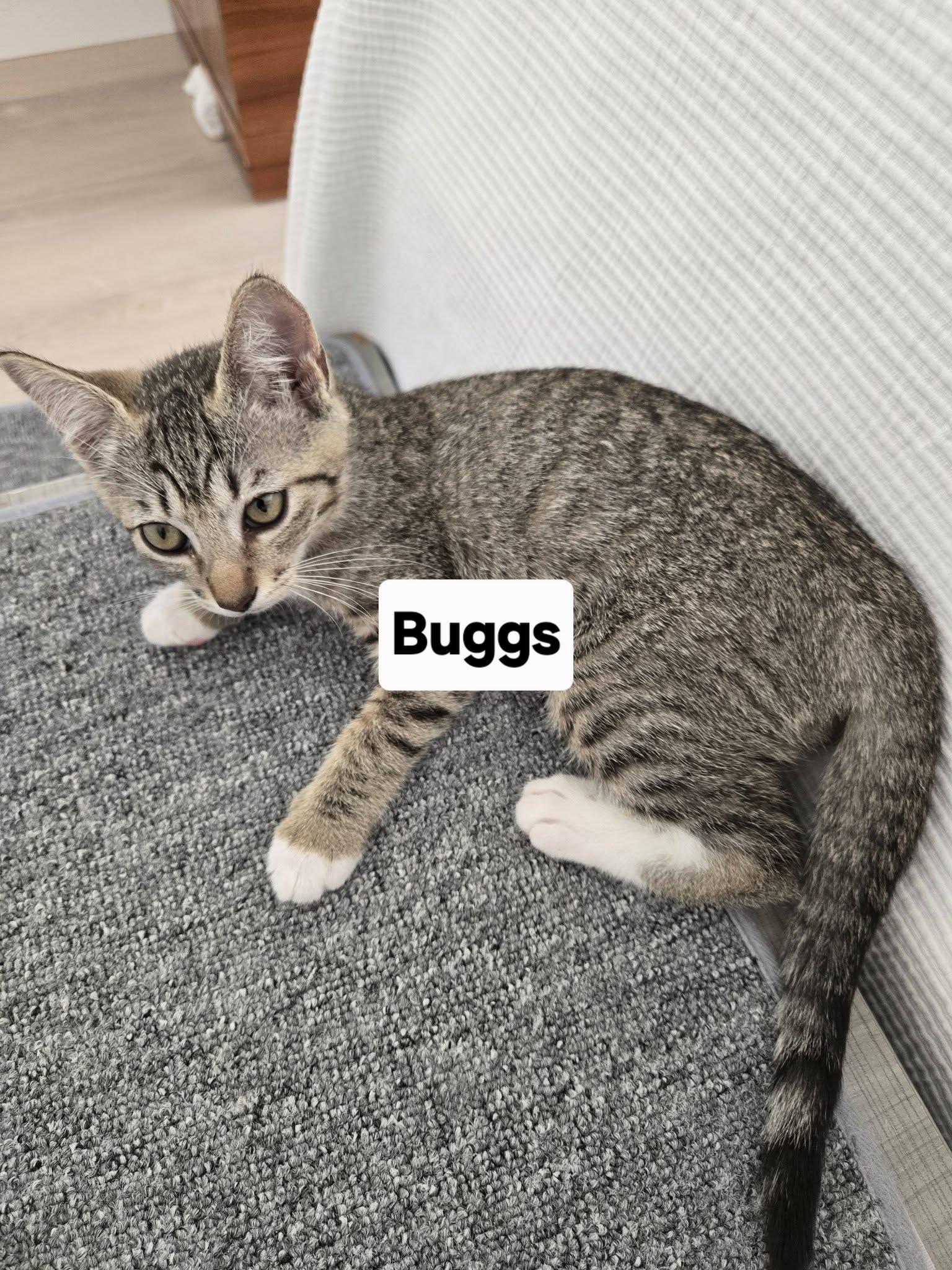 Buggs, a ADOPTABLE Domestic Short Hair in Honolulu, HI image 1/2