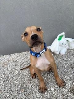 Enlarge DOLLY, a Adopted mixed breed in Miami, FL image 1/1