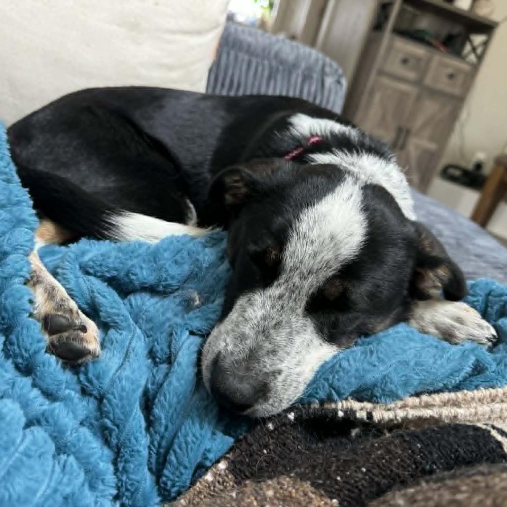 Bubbles, Adoptable, Puppy Female Cattle Dog & Mixed Breed.