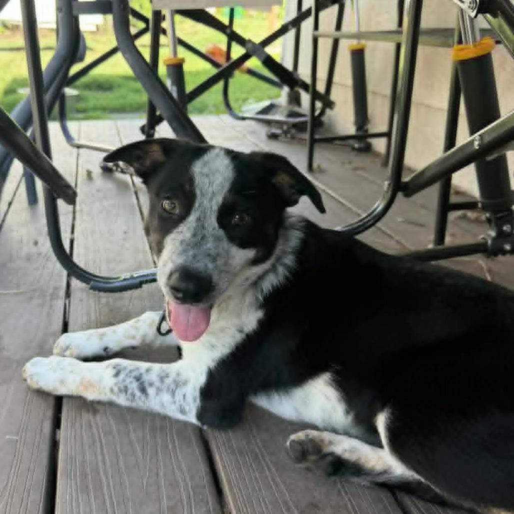 Enlarge Bubbles, a Adoptable mixed breed in Alma, WI image 2/6