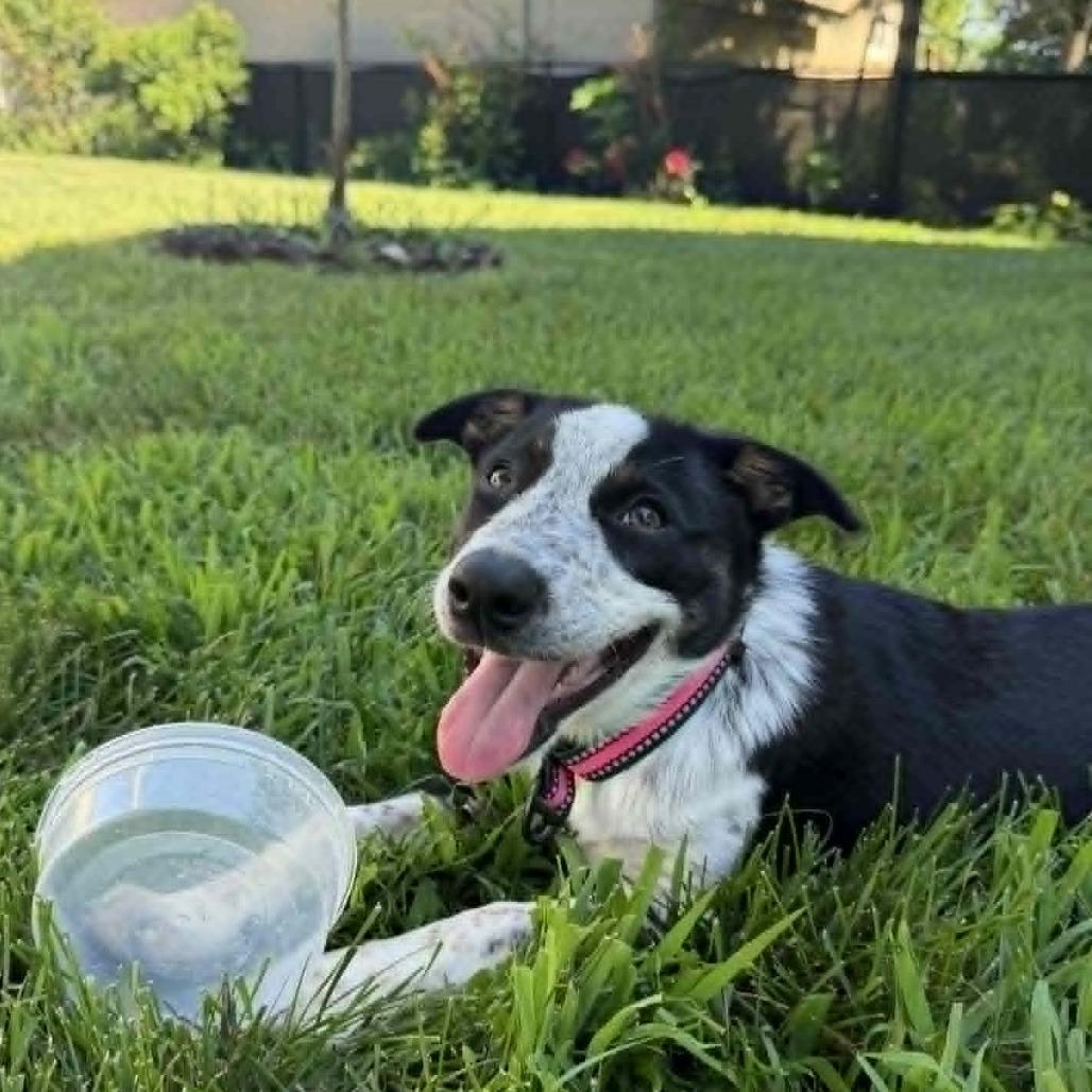 Enlarge Bubbles, a Adoptable mixed breed in Alma, WI image 3/6