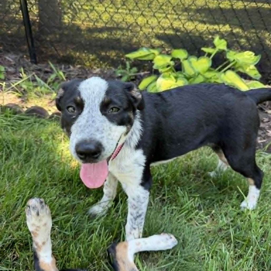 Enlarge Bubbles, a Adoptable mixed breed in Alma, WI image 4/6