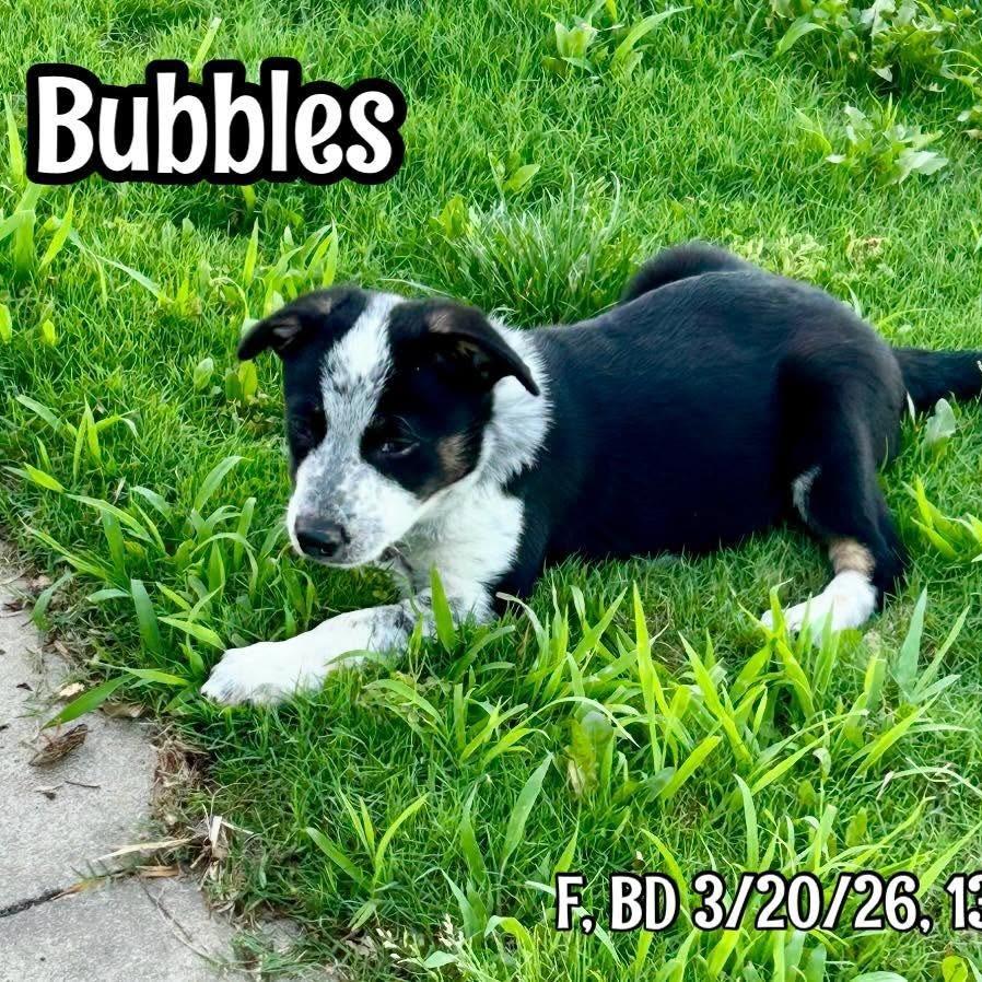 Enlarge Bubbles, a Adoptable mixed breed in Alma, WI image 5/6