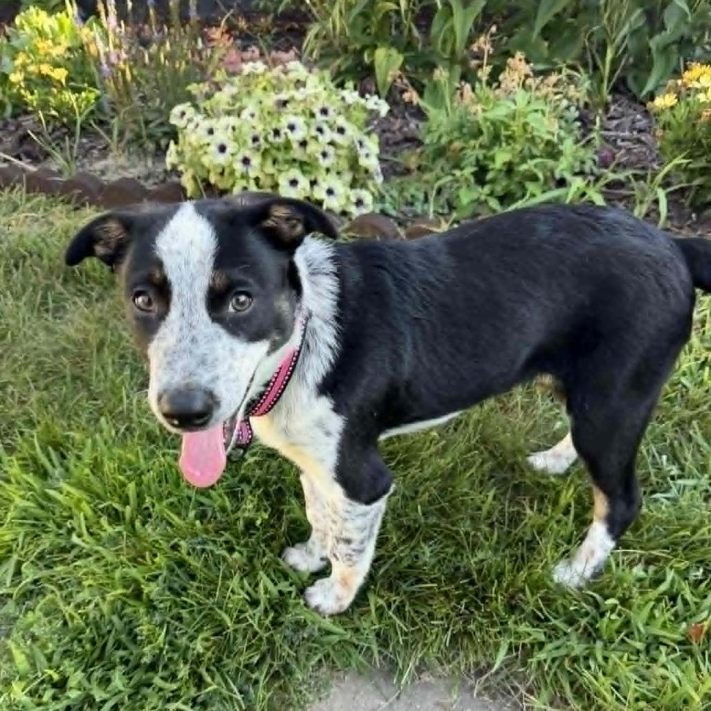 Enlarge Bubbles, a Adoptable mixed breed in Alma, WI image 6/6