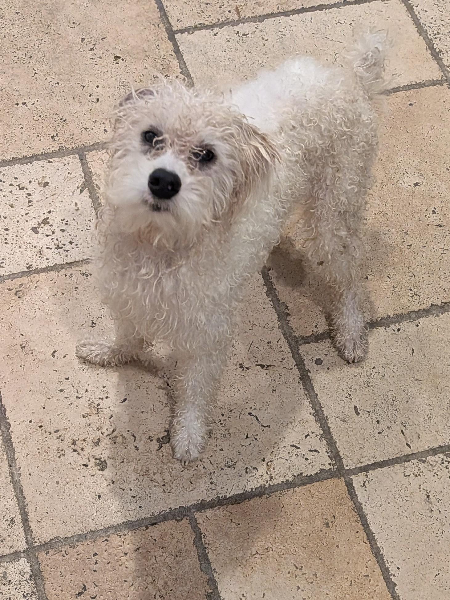 Enlarge Trevor, a Adoptable mixed breed in Houston, TX image 5/6