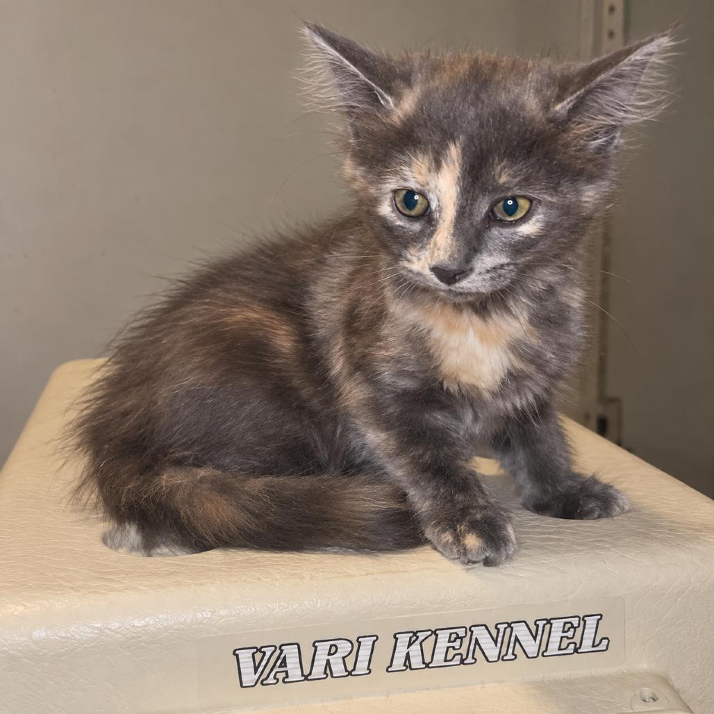 Viola, Adoptable, Kitten Female Domestic Short Hair.