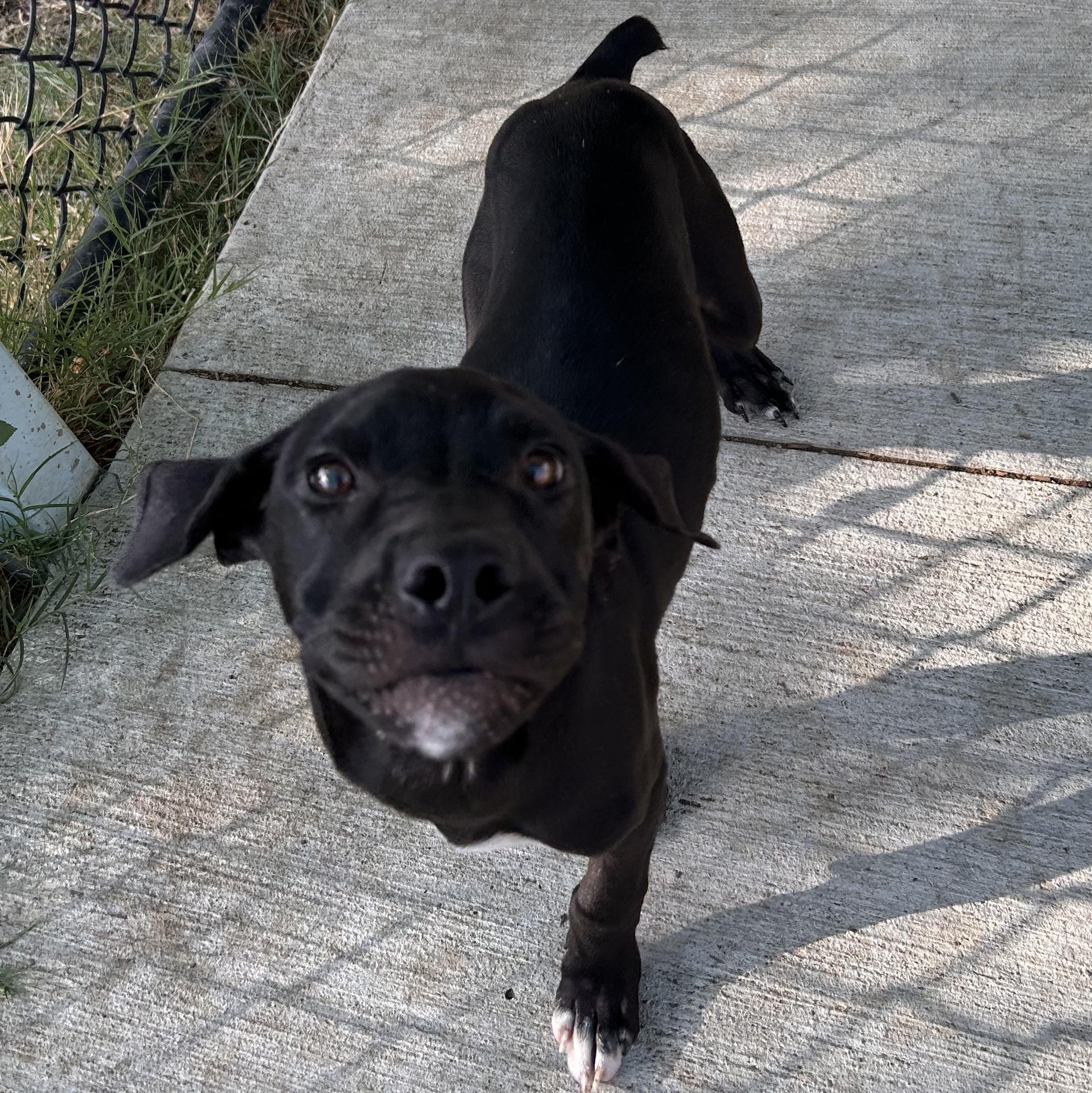 Enlarge Wallace, a Adopted mixed breed in The Colony, TX image 4/6