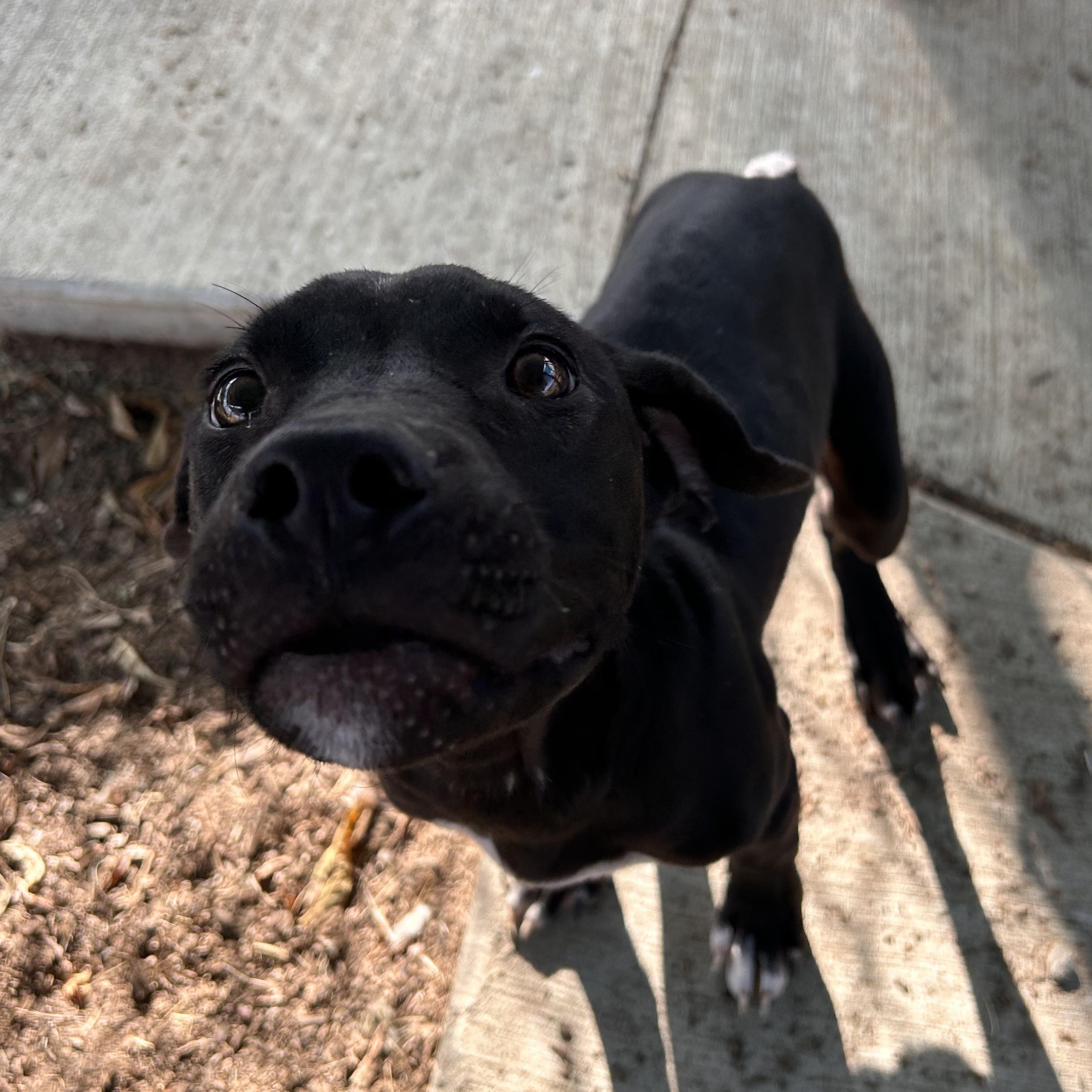 Enlarge Wallace, a Adopted mixed breed in The Colony, TX image 6/6