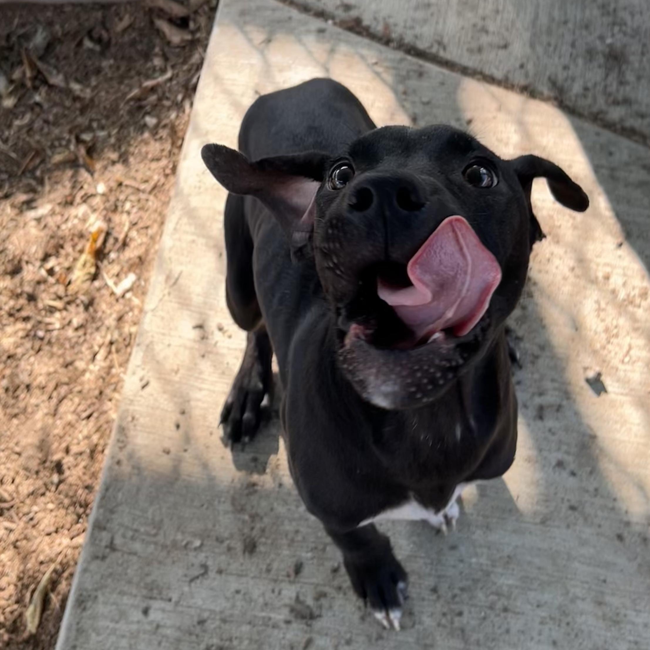 Enlarge Wallace, a Adopted mixed breed in The Colony, TX image 2/6