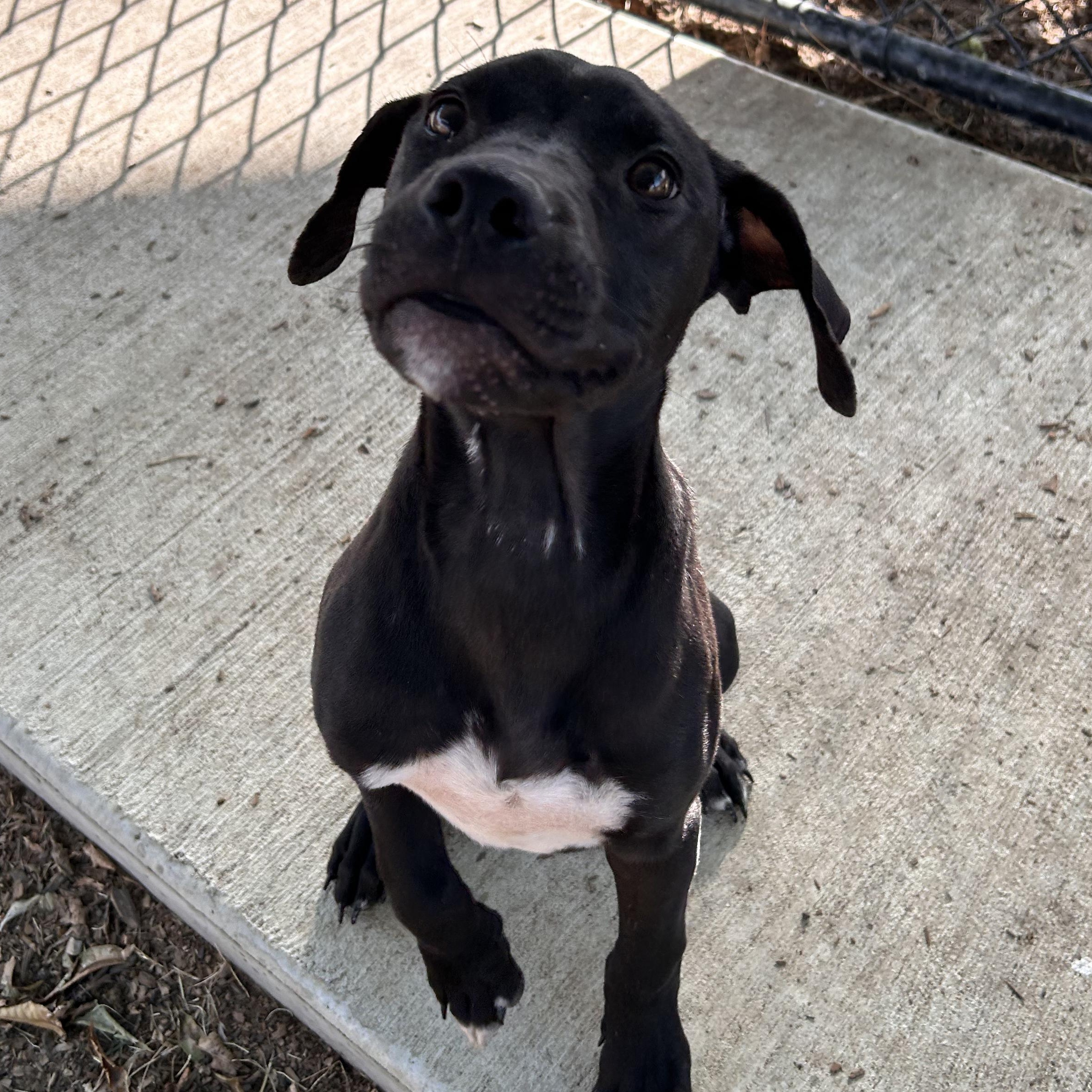 Wallace, Adopted, Puppy Male Black Labrador Retriever & Pit Bull Terrier.