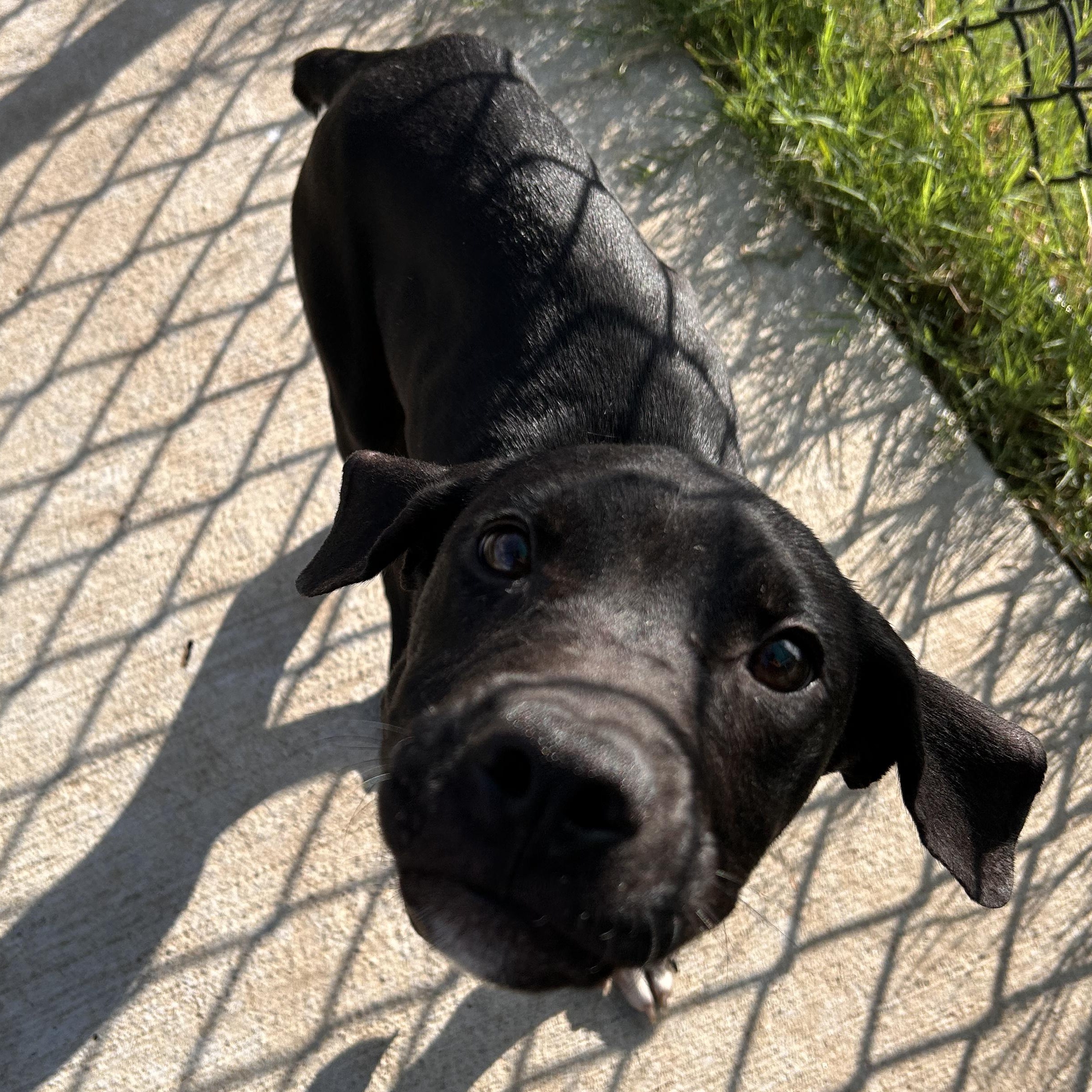 Enlarge Wallace, a Adopted mixed breed in The Colony, TX image 5/6