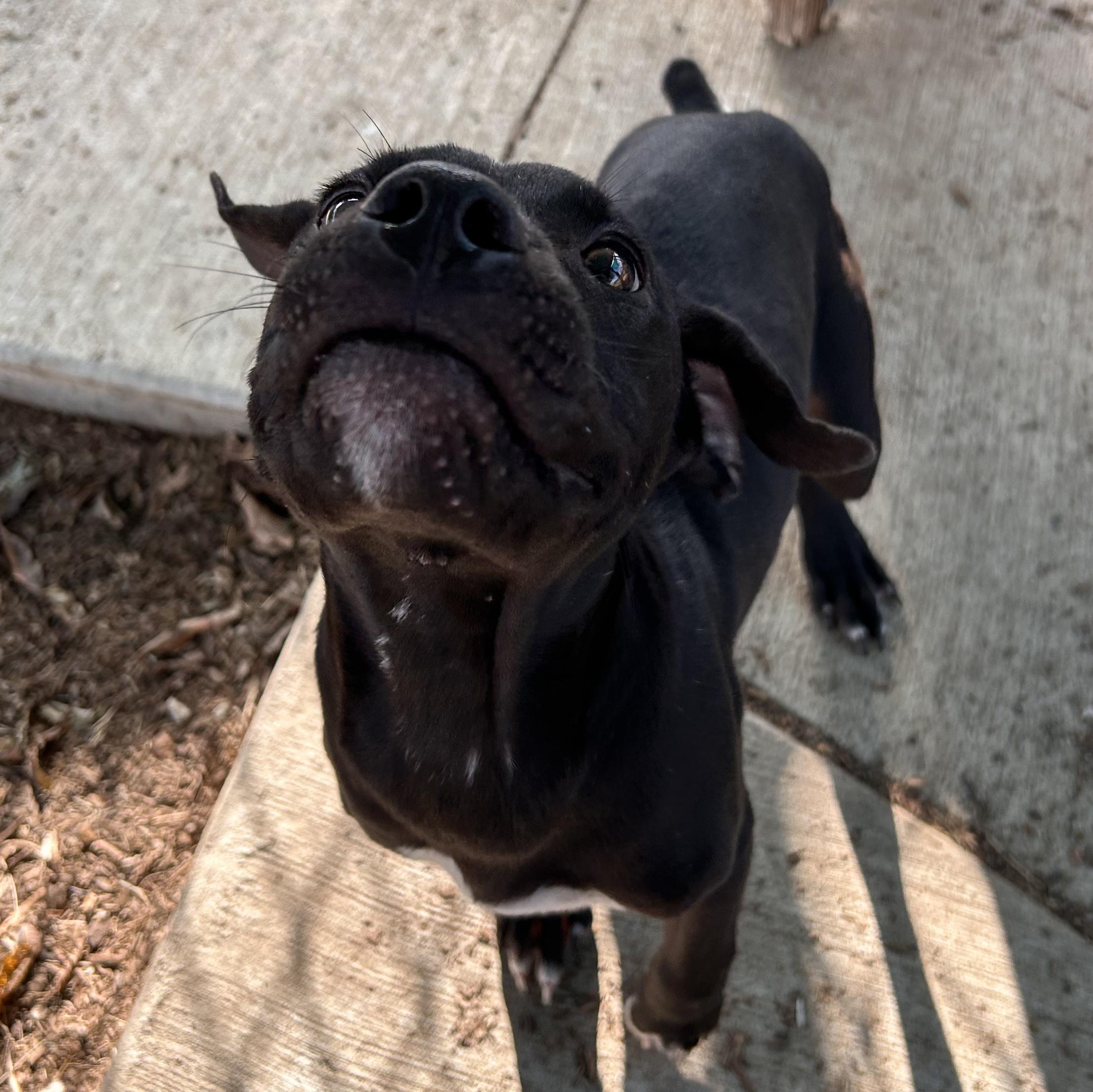 Enlarge Wallace, a Adopted mixed breed in The Colony, TX image 3/6
