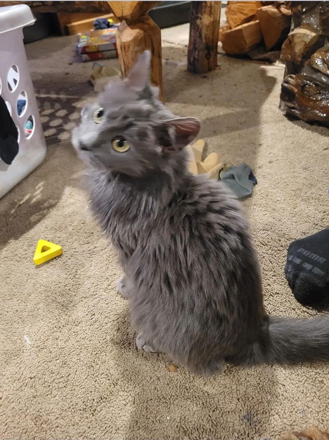 Rascal, Adoptable, Young Male Domestic Long Hair.