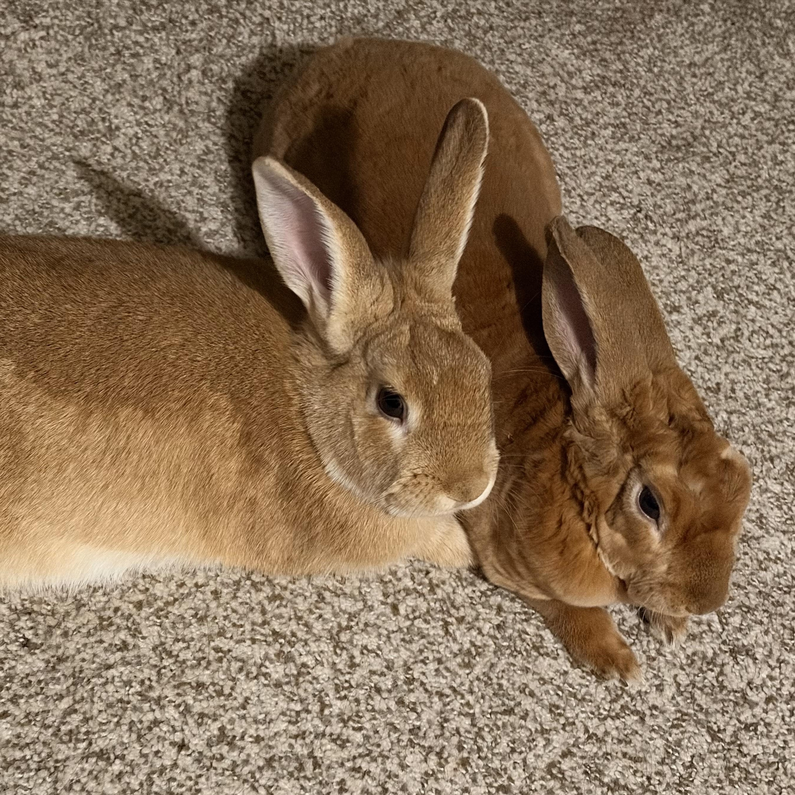 Enlarge Celadon, a Adoptable Bunny Rabbit in Saint Paul, MN image 1/5