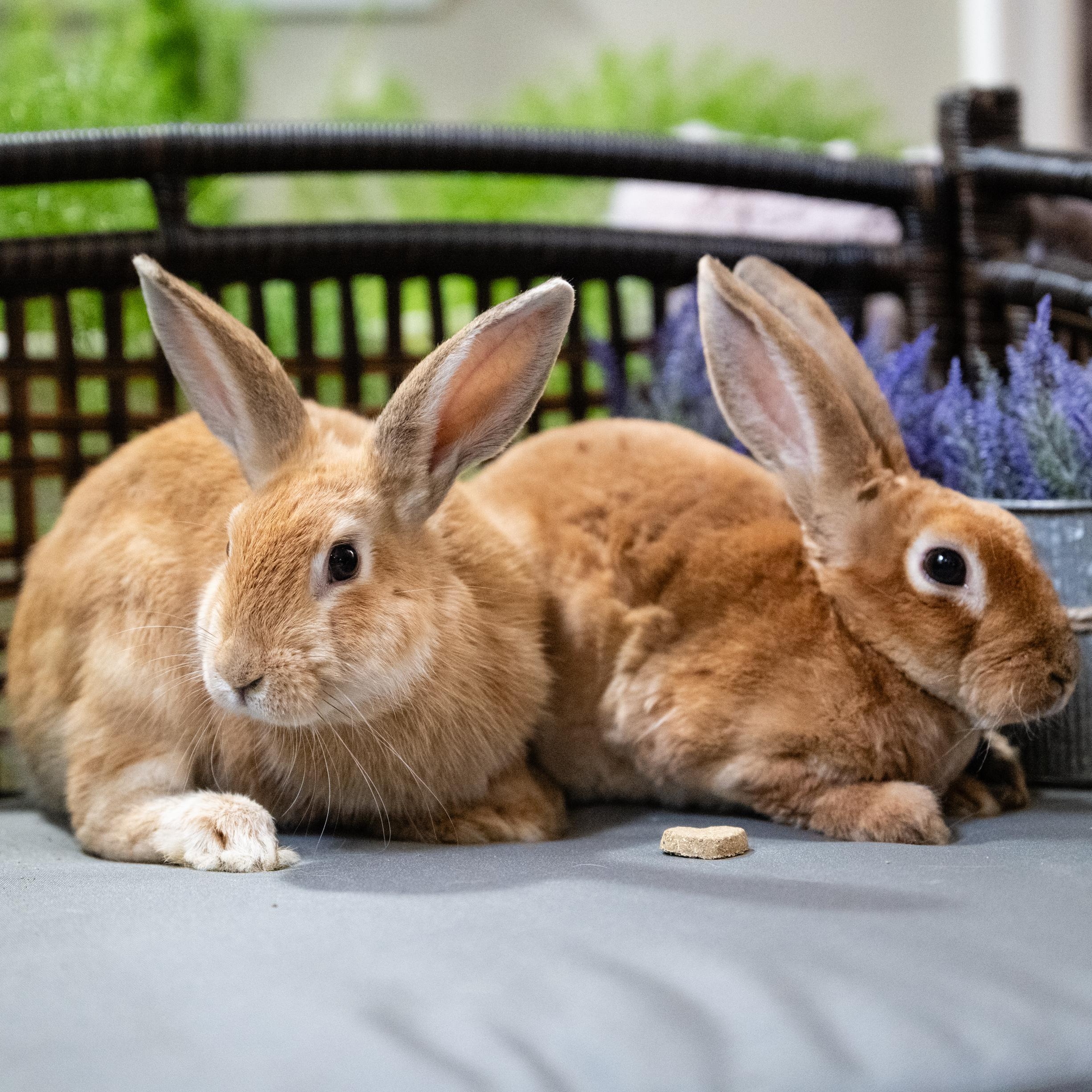 Enlarge Celadon, a Adoptable Bunny Rabbit in Saint Paul, MN image 4/5