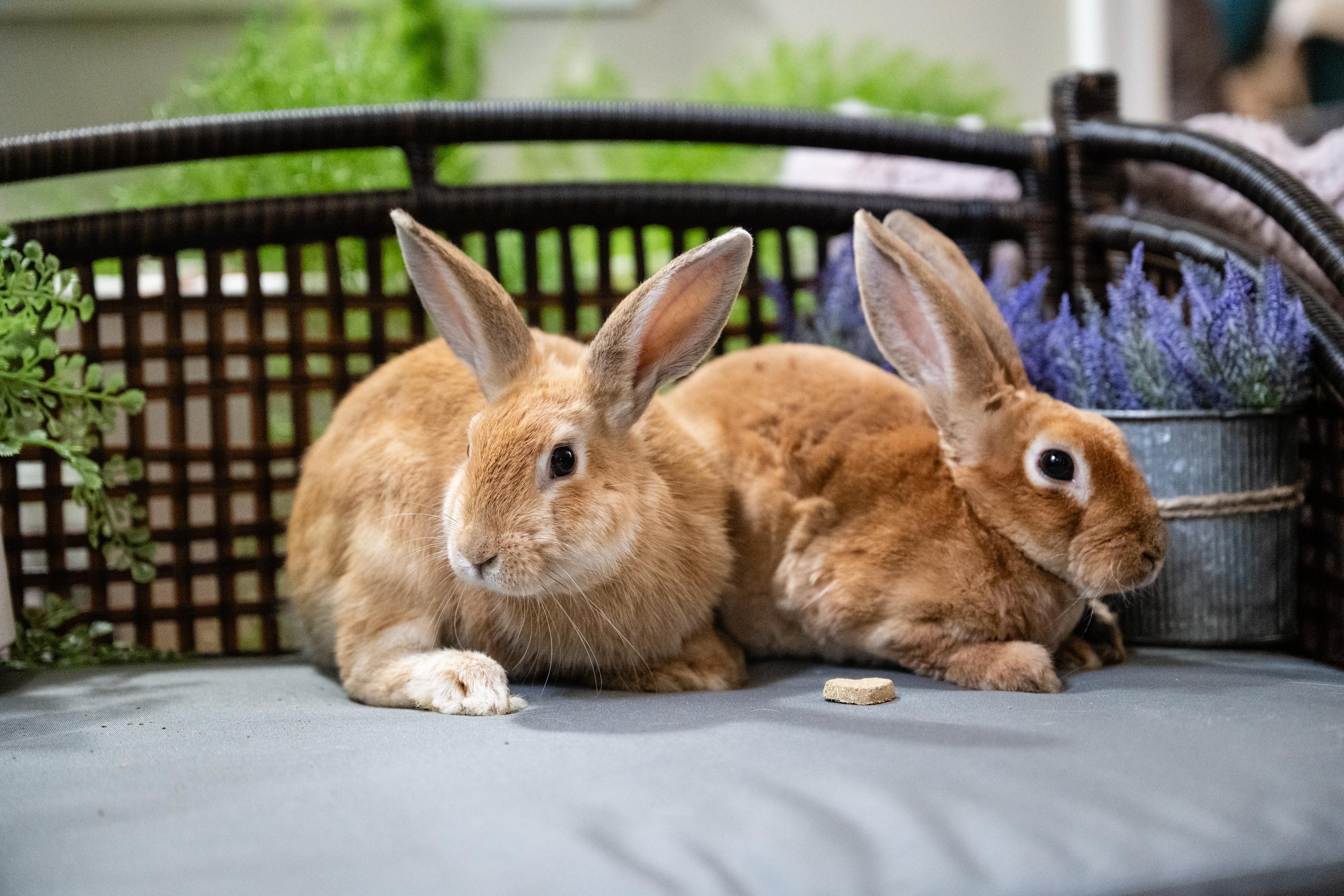 Enlarge Celadon, a Adoptable Bunny Rabbit in Saint Paul, MN image 2/5